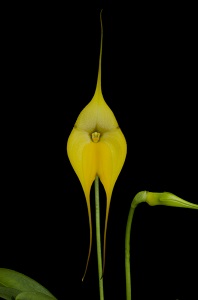 Masdevallia Golden Monarch 'Lemon Yellow' HCC 77pts 20141944 l